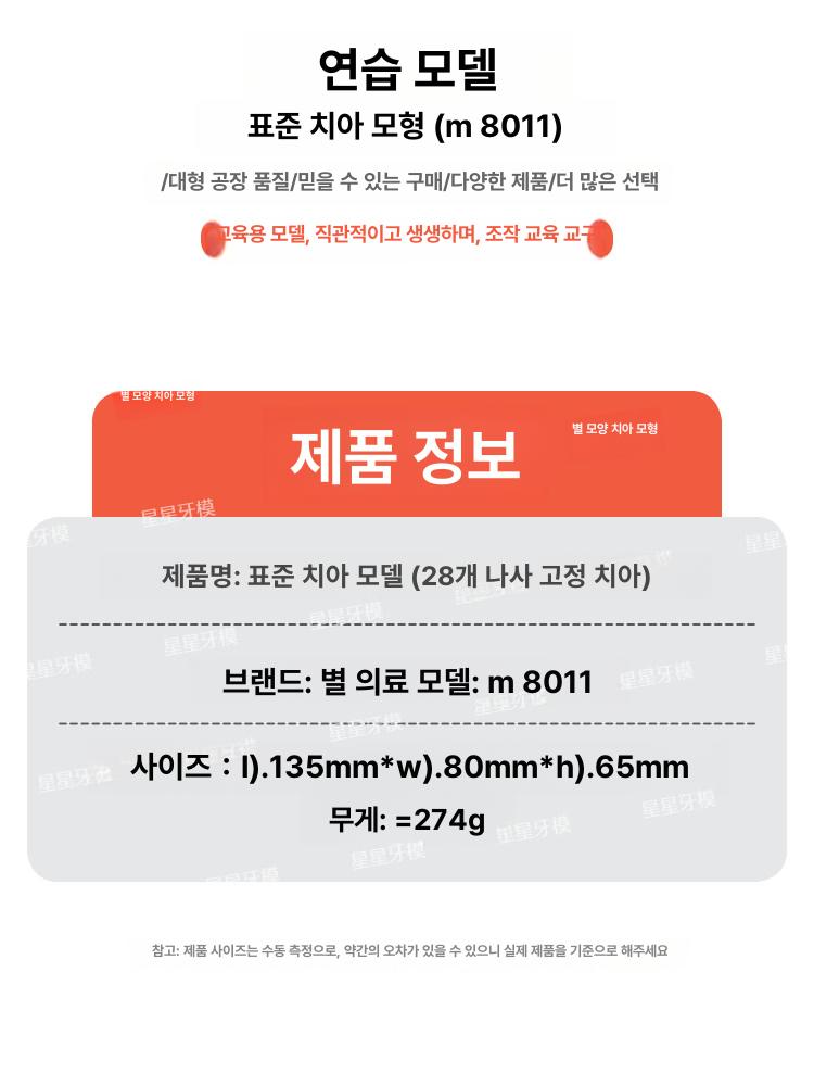 교구 이빨 교육용 구강모형 실습 모델 구강구조 충치 연습 스케일링 양치질 교정 - 상세 이미지 5