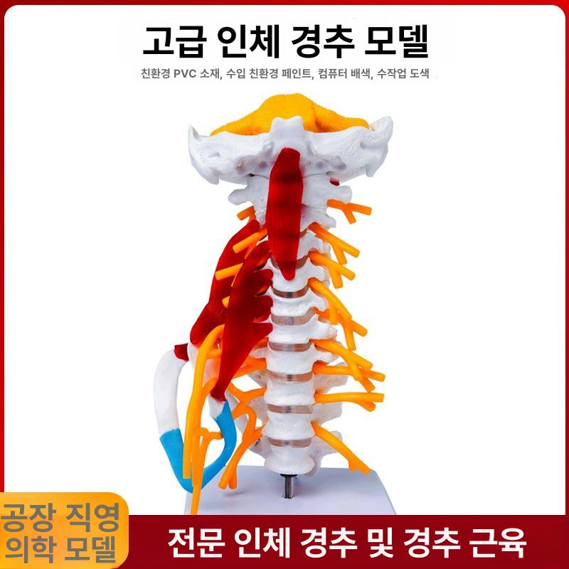 경추 뼈모형 정형외과 해부 골반 교구 두개골 구조 머리뼈 인체모델 시연 교육모형 - 상세 이미지 5