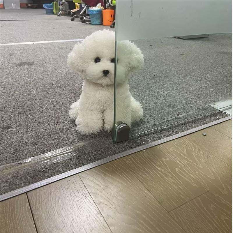진짜같은 봉제인형 실사 말티즈 뽀글이 애착 리얼 비숑프리제 푸들 강아지인형 - 상세 이미지 2