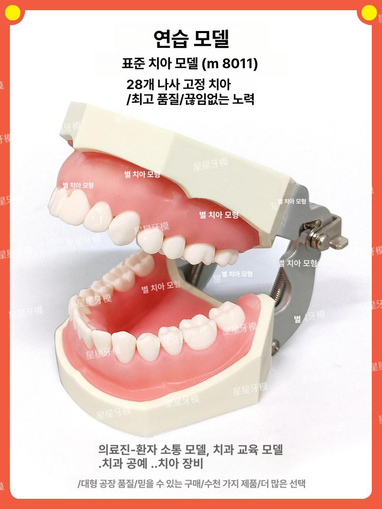 교구 이빨 교육용 구강모형 실습 모델 구강구조 충치 연습 스케일링 양치질 교정 - 상세 이미지 2