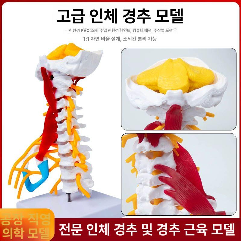 경추 뼈모형 정형외과 해부 골반 교구 두개골 구조 머리뼈 인체모델 시연 교육모형 - 상세 이미지 2