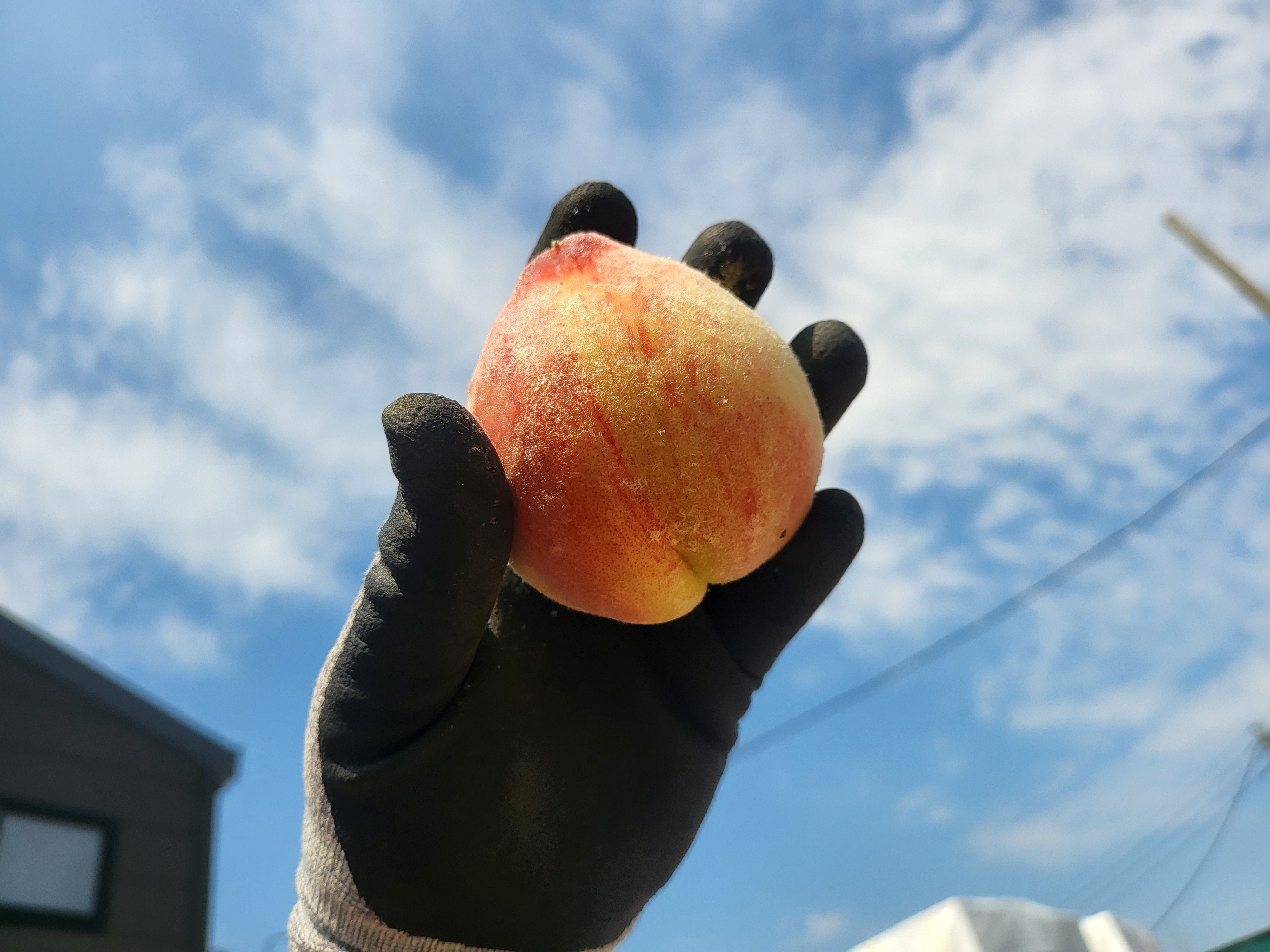 신선마켓 복숭아 딱딱이 특과, 2.5kg, 1개 이미지 6