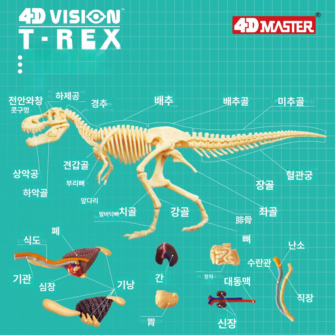 공룡 모형 해부 피규어 골격 퍼즐 다이노 교육용 과학 뼈대 장난감 구조 학습 선물 - 상세 이미지 2
