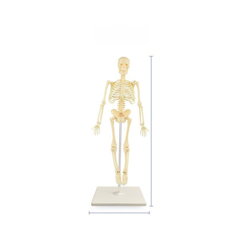 의학 해골모형 실습 해부학적 근육 교육 인체모형 스켈레톤 신체 뼈모형 학습 인대 - 상품 이미지