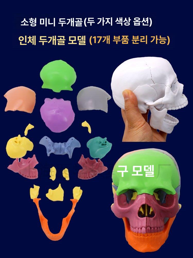 예술 마네킹 실습용 스케치 미술 골격 모델 의료 인체 드로잉 손 관절 수업 바디 - 상세 이미지 4