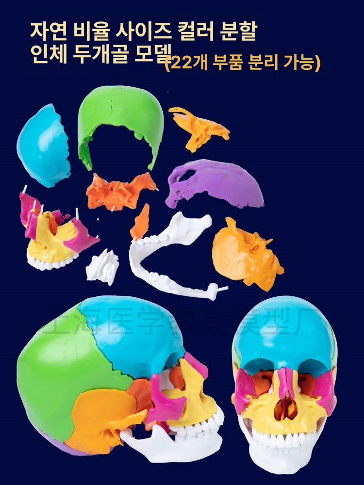 예술 마네킹 실습용 스케치 미술 골격 모델 의료 인체 드로잉 손 관절 수업 바디 - 상세 이미지 3