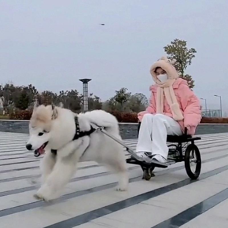 개썰매 자전거트레일러 접이식 펫카트 견차 반려견 이륜 산책도구 기본형 좌석 스트랩 - 상세 이미지 5