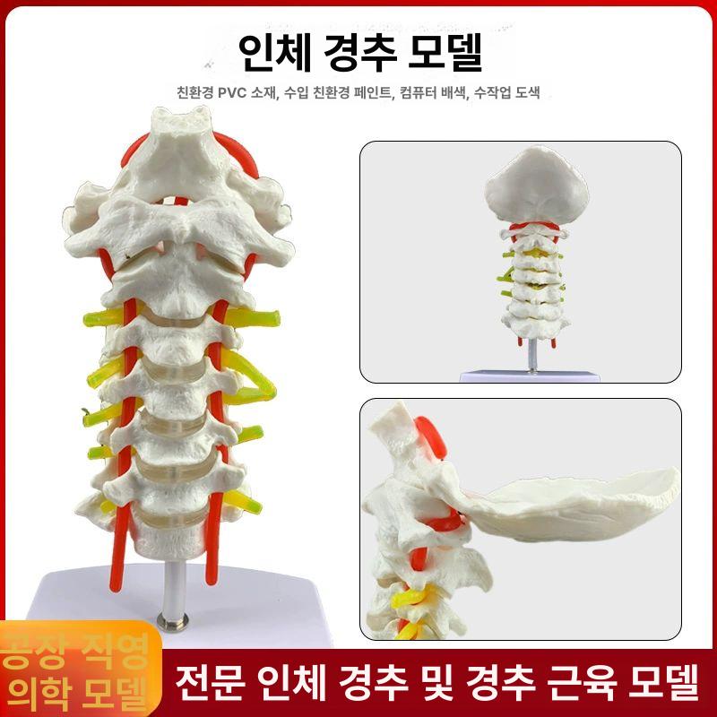 경추 뼈모형 정형외과 해부 골반 교구 두개골 구조 머리뼈 인체모델 시연 교육모형 - 상세 이미지 4