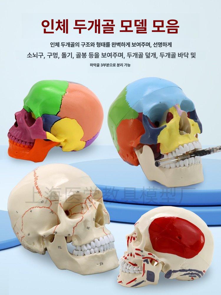 예술 마네킹 실습용 스케치 미술 골격 모델 의료 인체 드로잉 손 관절 수업 바디 - 상세 이미지 2