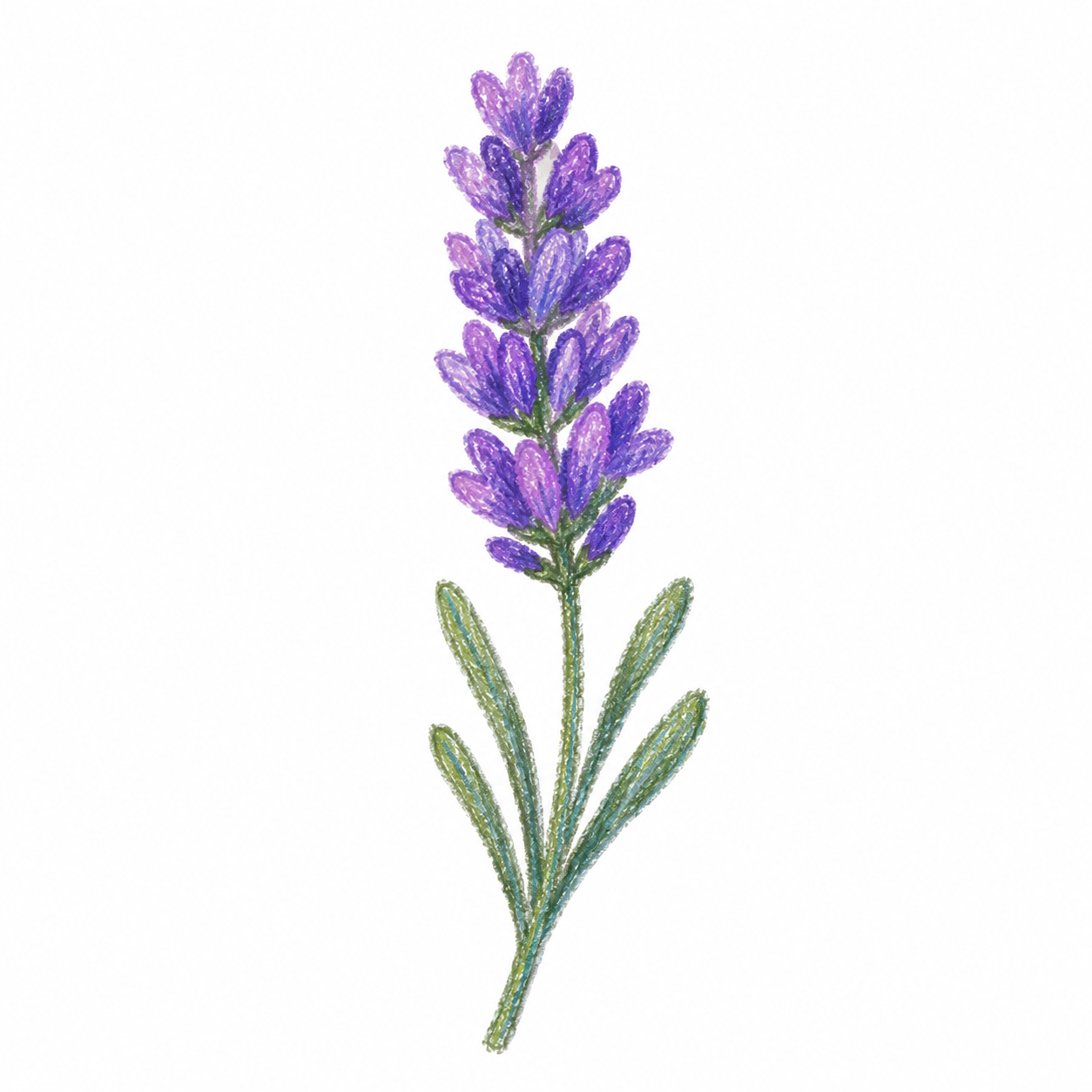 조향 향료 라벤더, 10ml, 1개 - 상세 이미지 4