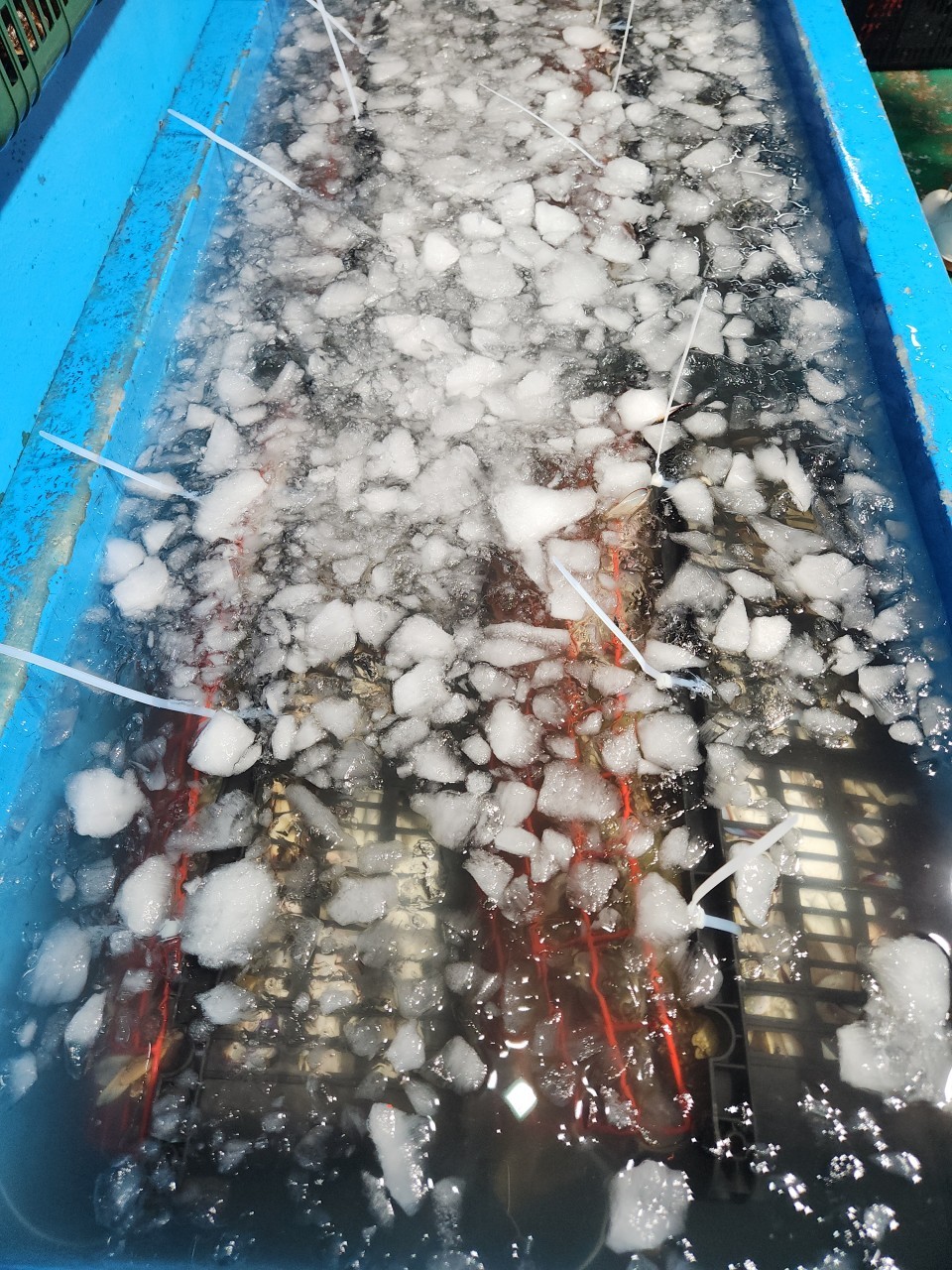 제철 연평도 암꽃게 1kg 활암꽃게 생물 냉동 알배기 간장게장 급랭 꽃게 시세 - 상세 이미지 4