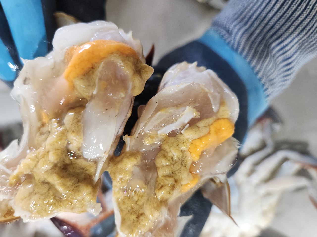 제철 연평도 암꽃게 1kg 활암꽃게 생물 냉동 알배기 간장게장 급랭 꽃게 시세 - 상품 이미지