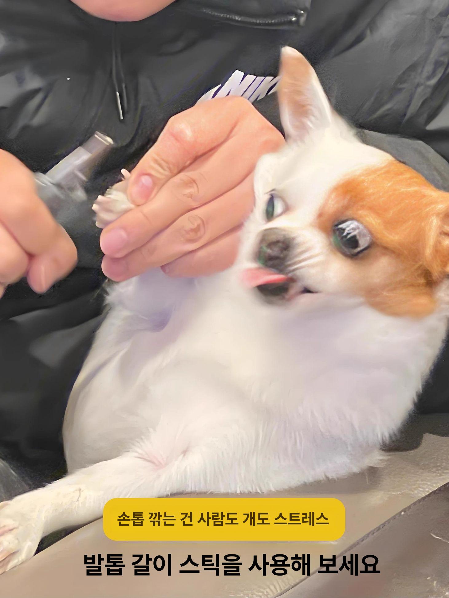 강아지 손톱 다듬기 놀이 갈이 발톱 사포 스크레처 기본 35x25x3 이미지 6