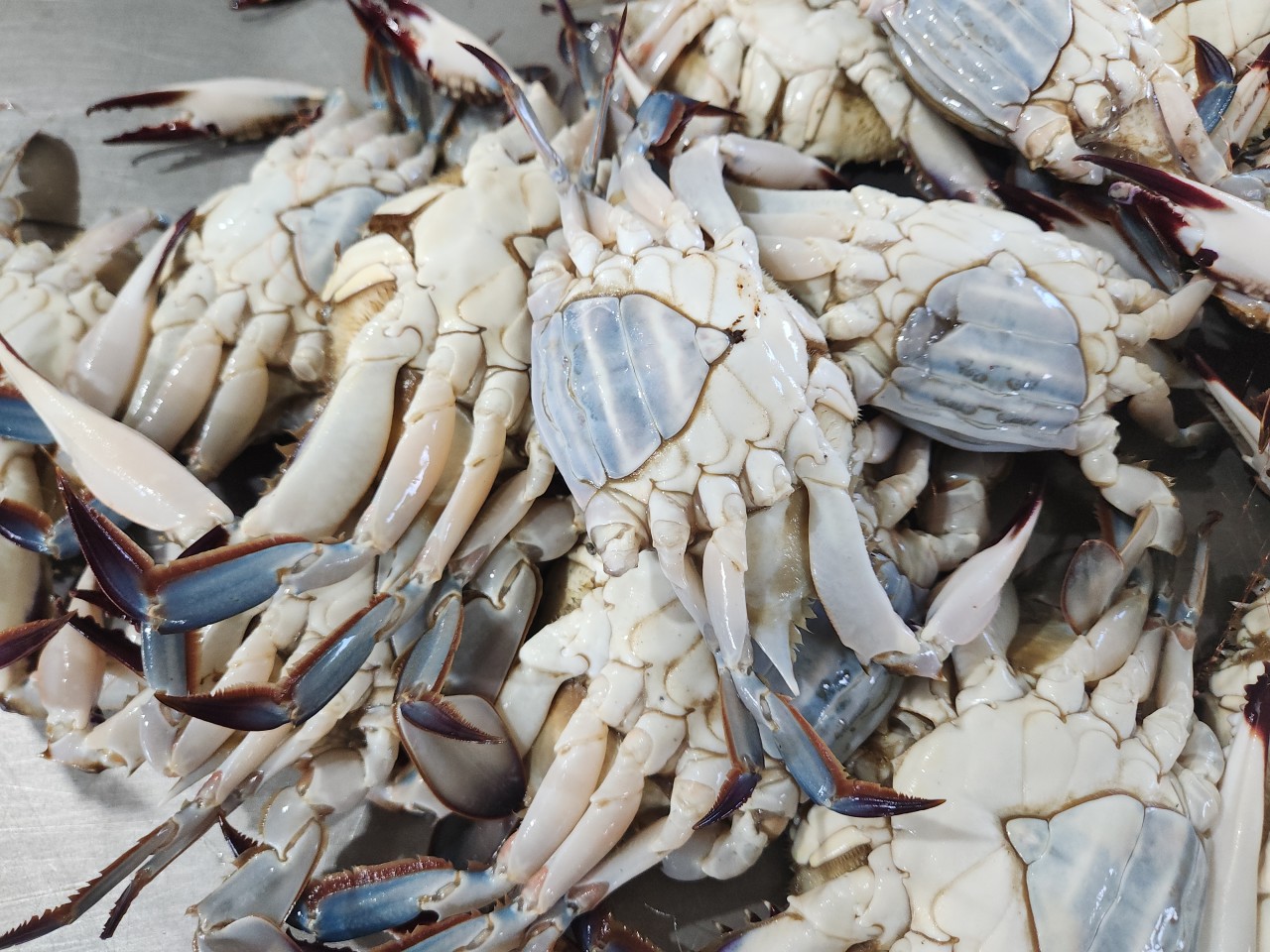 제철 연평도 암꽃게 1kg 활암꽃게 생물 냉동 알배기 간장게장 급랭 꽃게 시세 - 상세 이미지 3