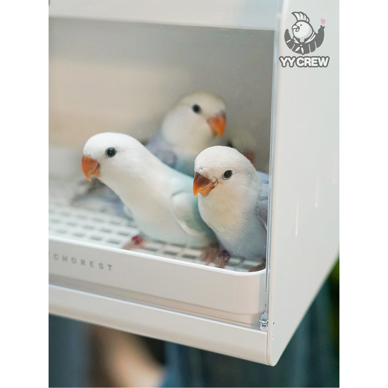 휴대용 이동장 퍼플 조류 포레스트 20W 모란 숄더끈미 보온 포레스트그린 저소음 외출 앵무새이동장 육추기 1 30W녹색 1 20W 포레스트그린 숄더끈미 - 상세 이미지 2