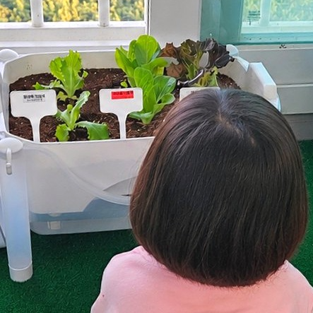 저면관수화분 베란다텃밭 화분 수경재배화분 1단 2단 흙과 모종까지 한번에 - 상세 이미지 5