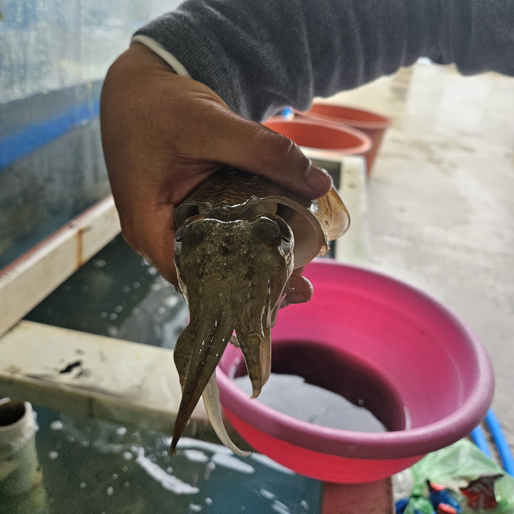 국내산 활 갑오징어 당일조업 신선한 생물 갑오징어 1kg - 상세 이미지 3