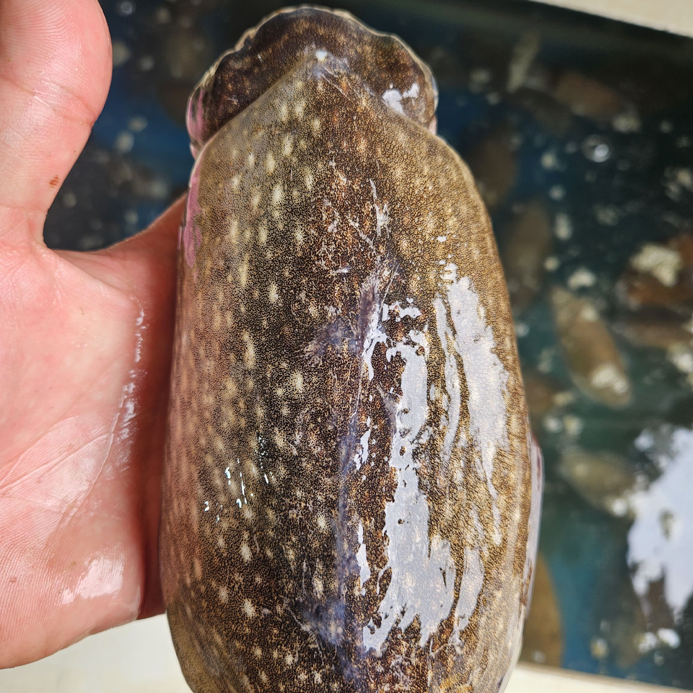 국내산 활 갑오징어 당일조업 신선한 생물 갑오징어 1kg - 상세 이미지 2