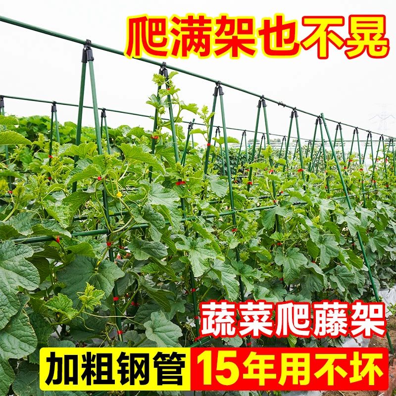 단호박 지지대 애플수박 식물 지주대 소형 네트 신상품 모자 8mm 60cm 10개 - 상세 이미지 3