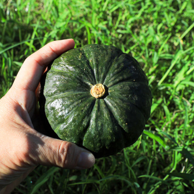 제주 보우짱 미니 단호박 밤호박 1.5kg 4.5kg