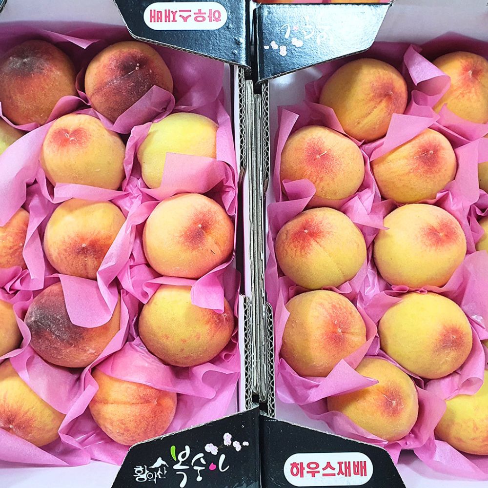 경북 말랑이 털복숭아 황도 백도 고당도 복숭아 대과 2kg (8과 내외) - 상세 이미지 4