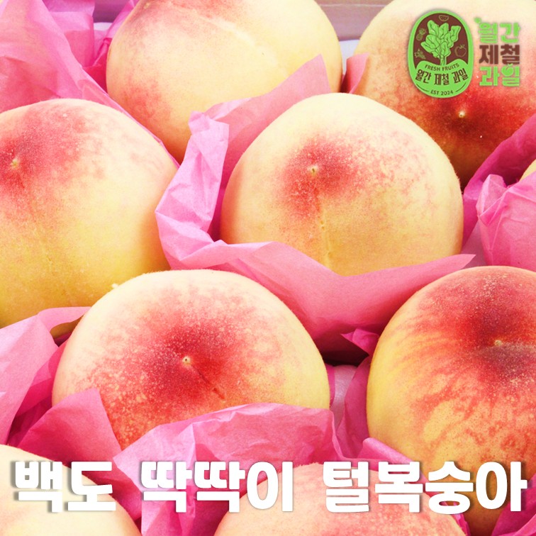 옹골찬 경봉복숭아 황도 딱복숭아 백도 돌복숭아 물렁 물복 물복숭아 복숭아철 제철 - 상세 이미지 3