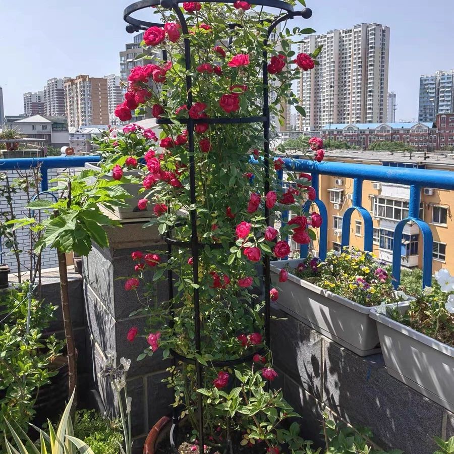 꽃걸이 랙 넝쿨 원형 원예 장미 우산형 꽃 거치대 지주대 등나무 정원 단일링 블랙 직경 28cm 110cm 중간 - 상세 이미지 4