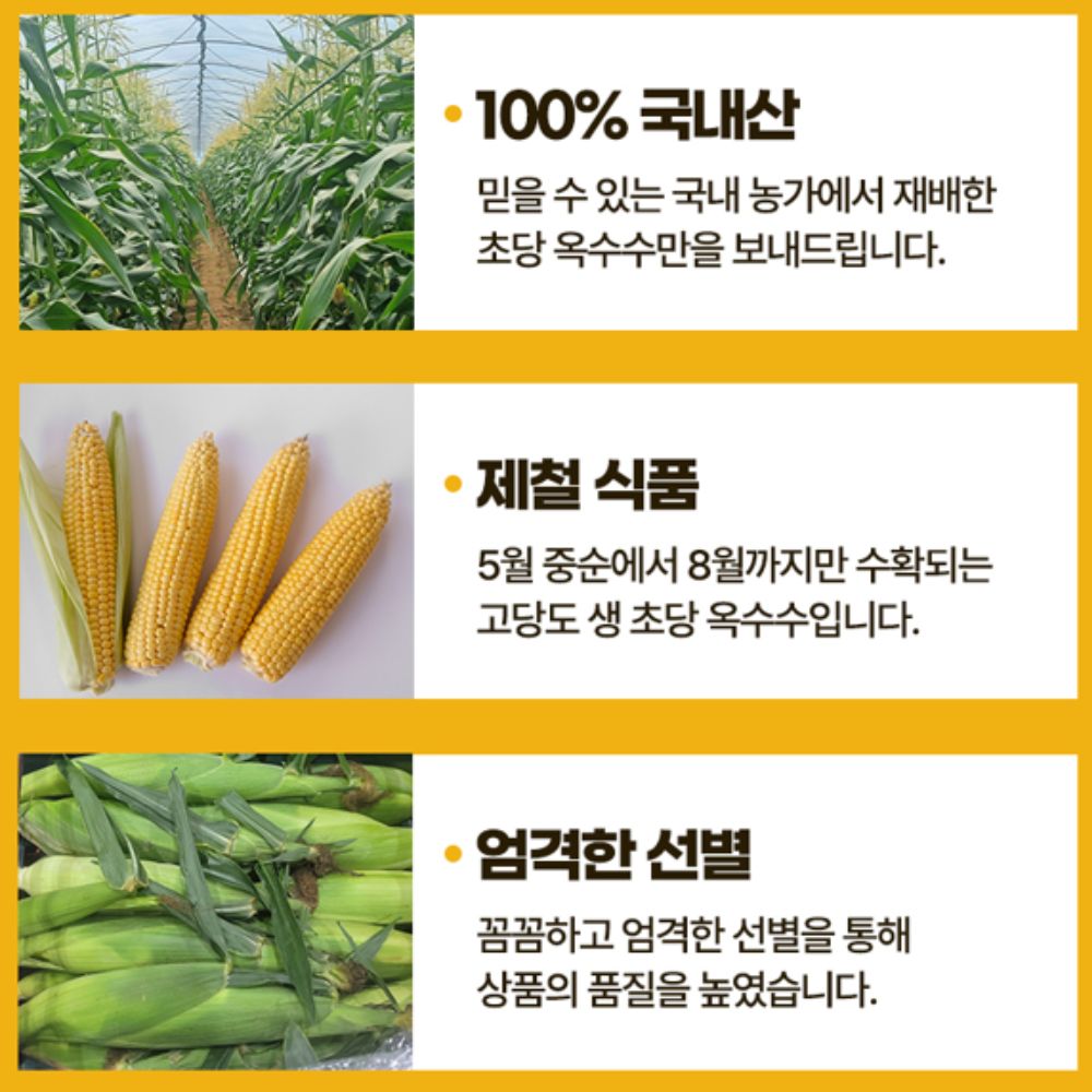 국내산 햇 고당도 초당옥수수 대 16~20cm 10개입 - 상세 이미지 4