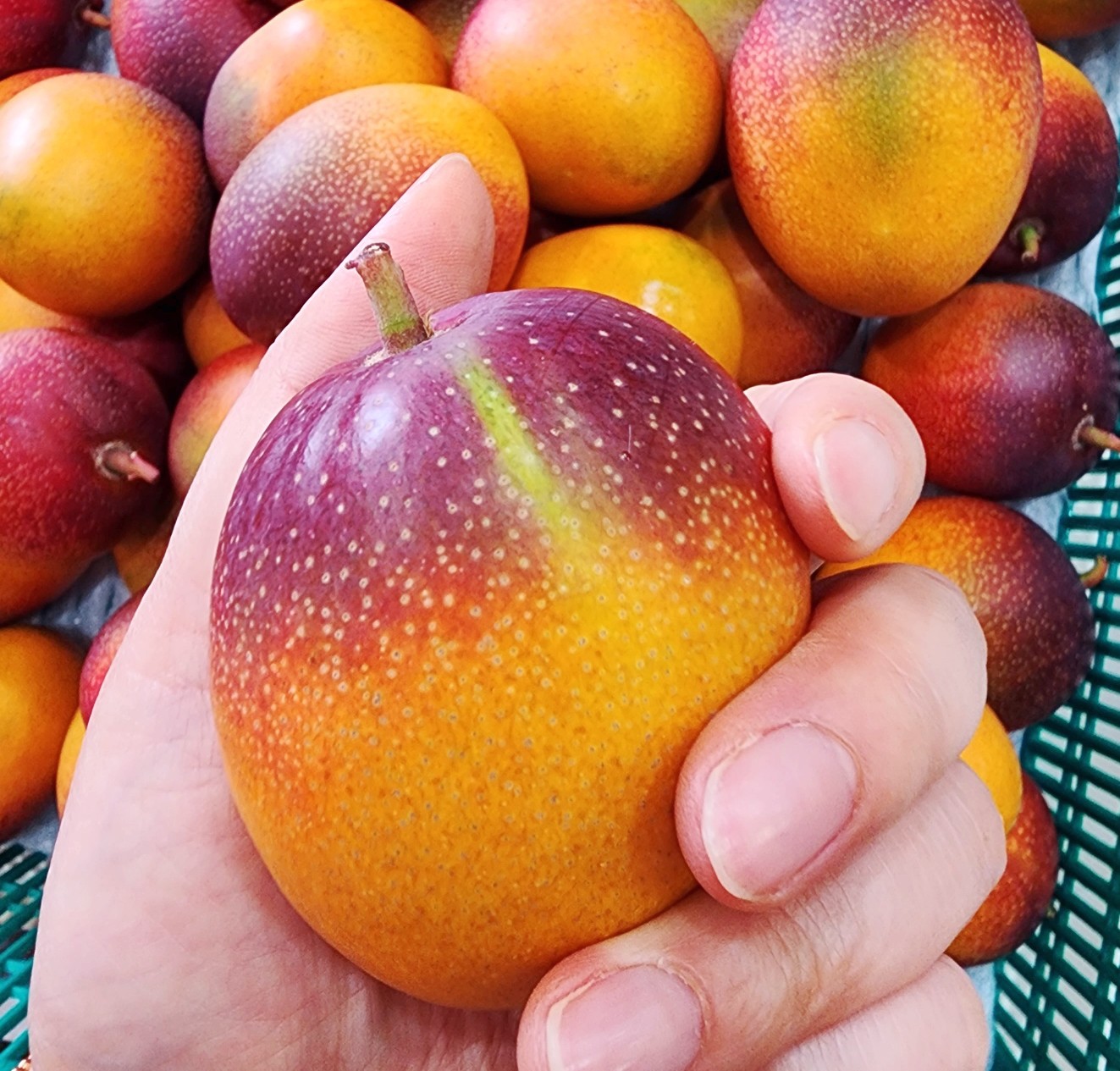 제주애플망고 미니 왕미니 애플망고 1kg, 2kg