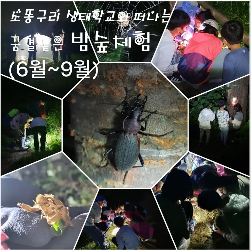 소똥구리 생태학교와 떠나는 꿈결같은 밤숲체험 6~9월 가격 추이 아이고고 소똥구리 생태학교와 떠나는 꿈결같은 밤숲체험 6~9월 - 최저가 35,000원
