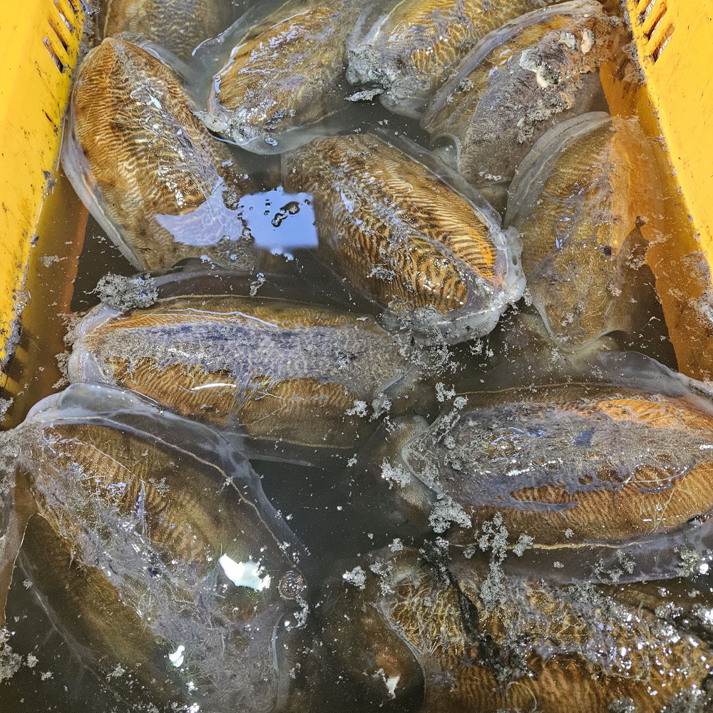 국내산 활 갑오징어 당일조업 신선한 생물 갑오징어 1kg - 상세 이미지 5