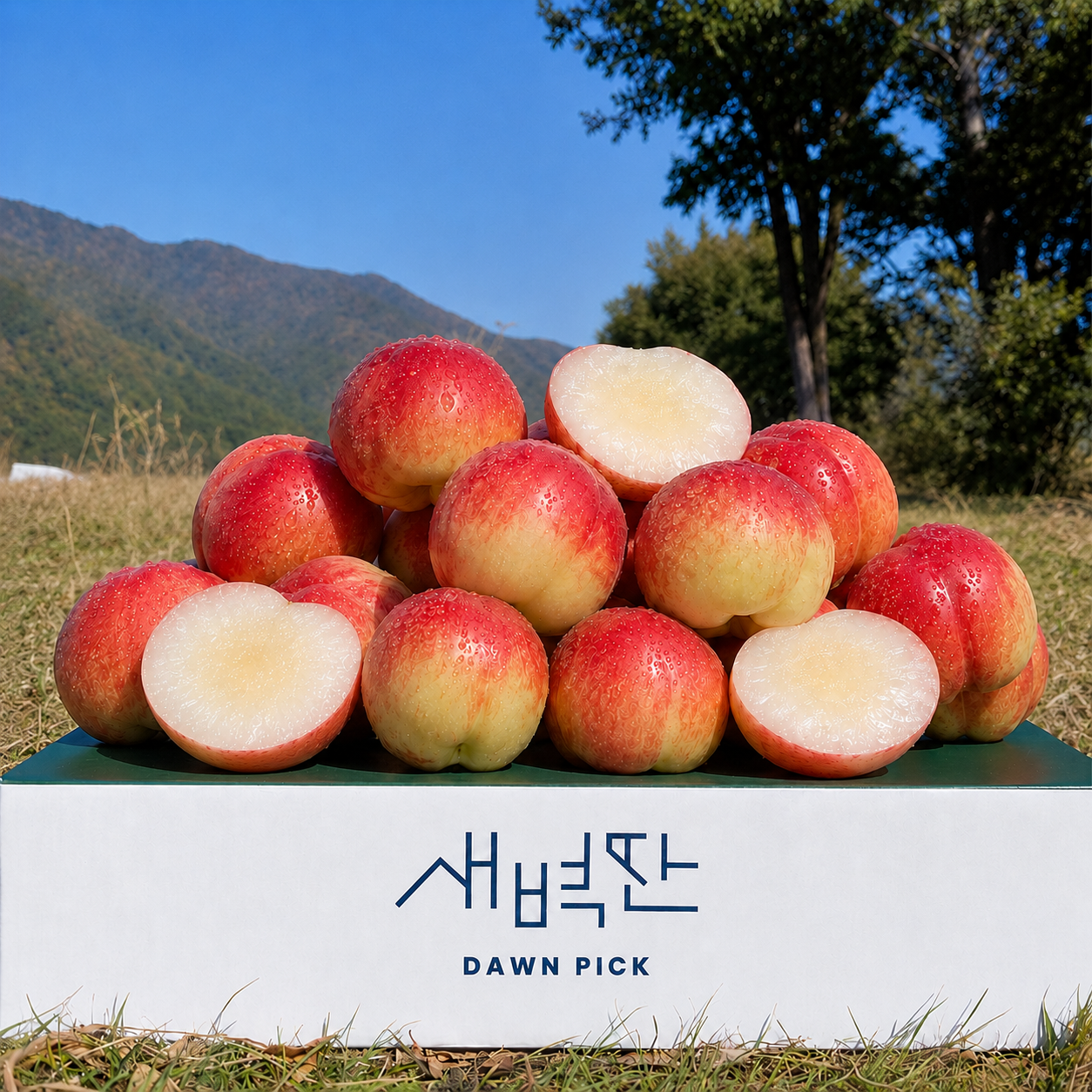 복숭아 추천 복숭아 품종 복숭아 맛 신비복숭아 반납작