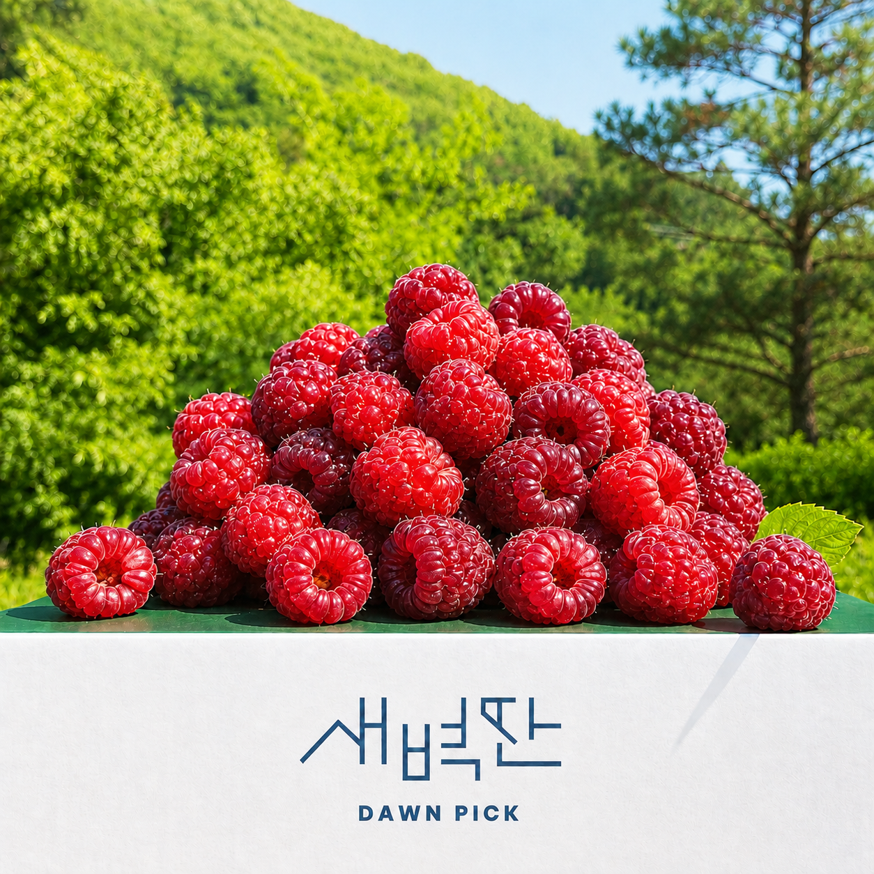 26년 수확 포항 산딸기 생과 장기 산딸기 제품 이미지