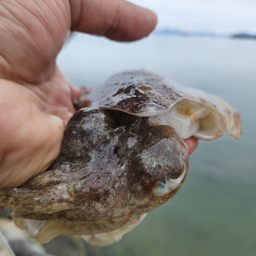 국내산 활 갑오징어 당일조업 신선한 생물 갑오징어 1kg - 상품 이미지