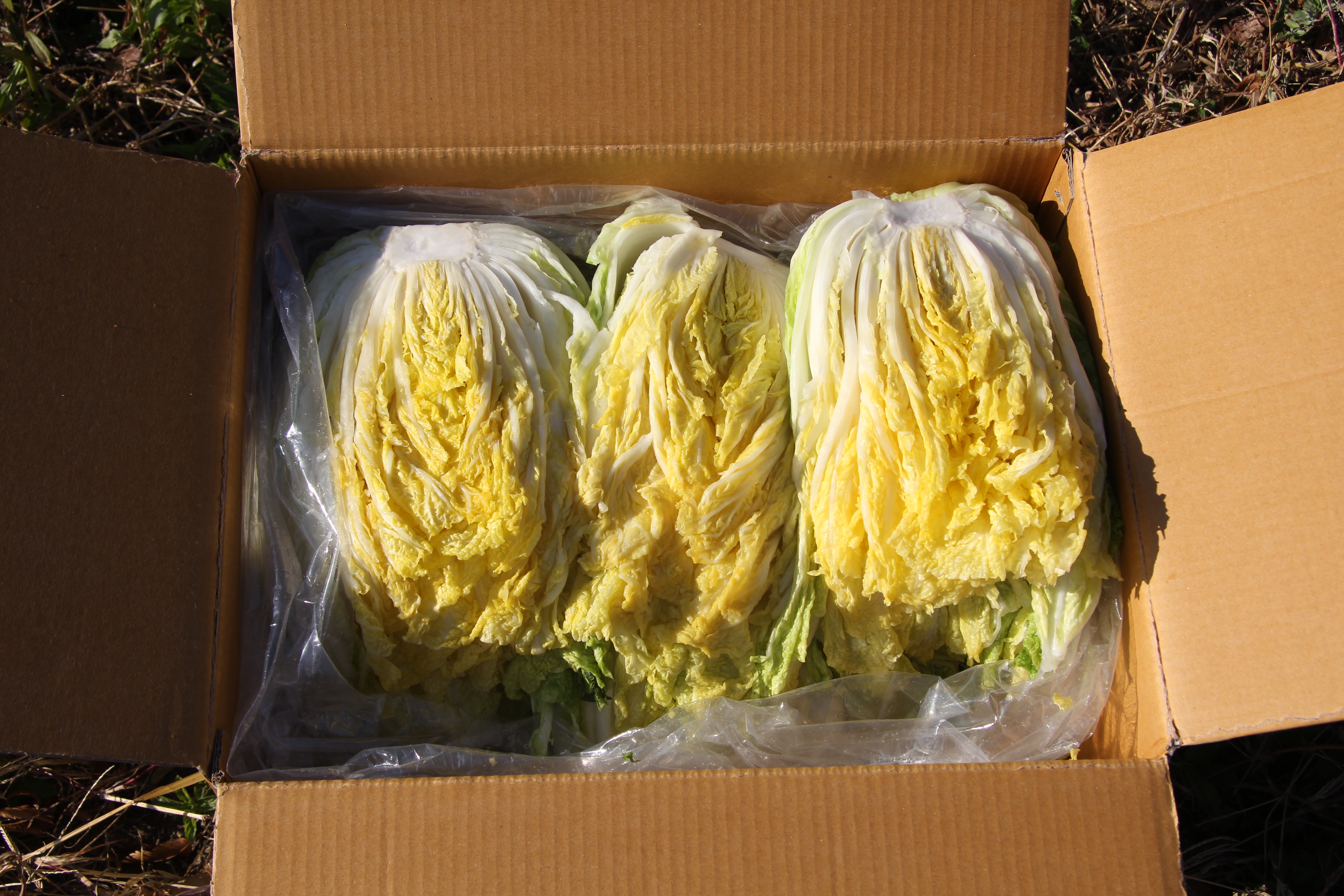 유기농 친환경 절임배추 10k 해썹 HACCP - 상세 이미지 2