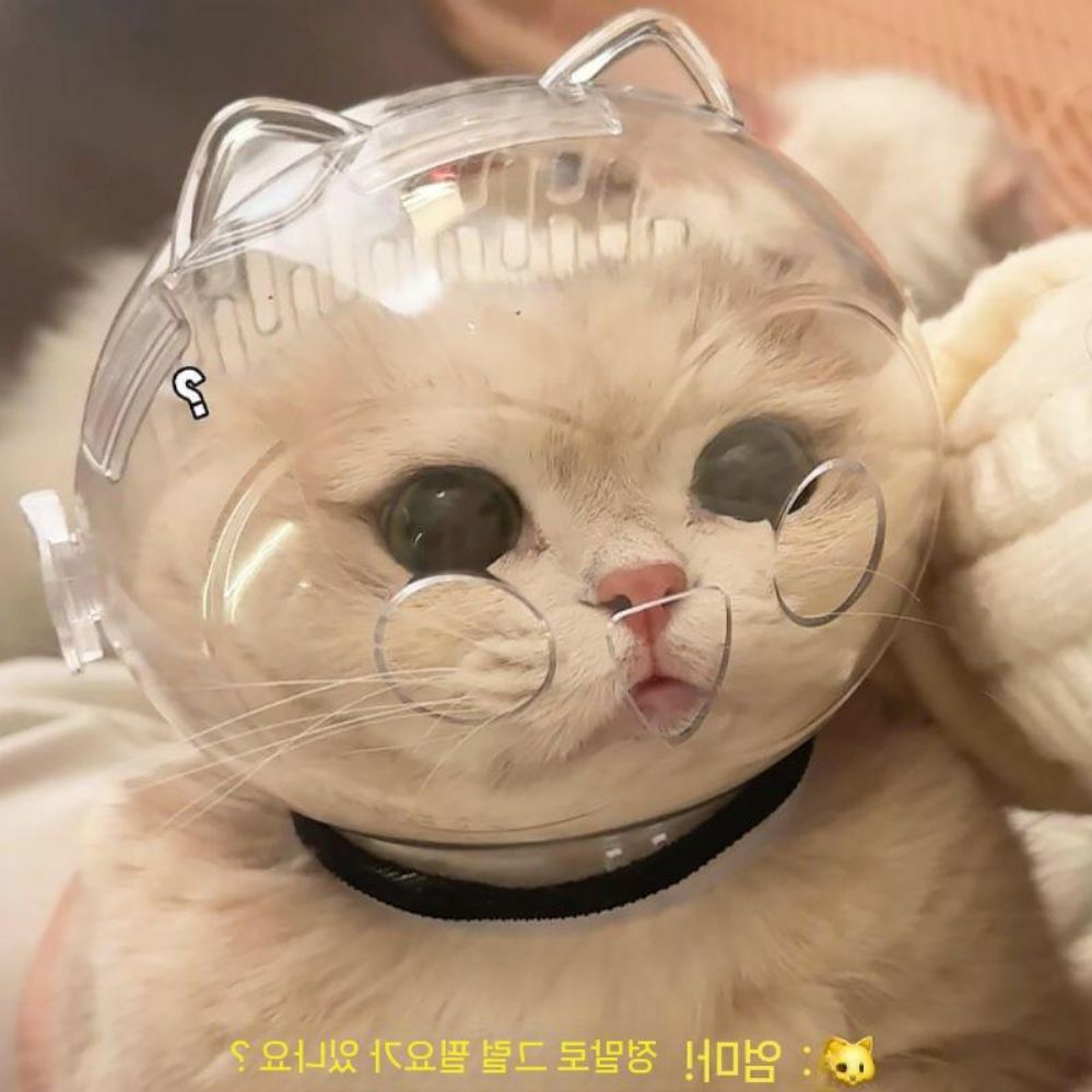 업소용 우주 네일소품 혼합색상 손톱관리 목욕 페달 어쿠스틱 손톱깎이 물린 주방 정리 클리퍼 작은 고양이 후드 (2.5-5kg) 13 - 상품 이미지