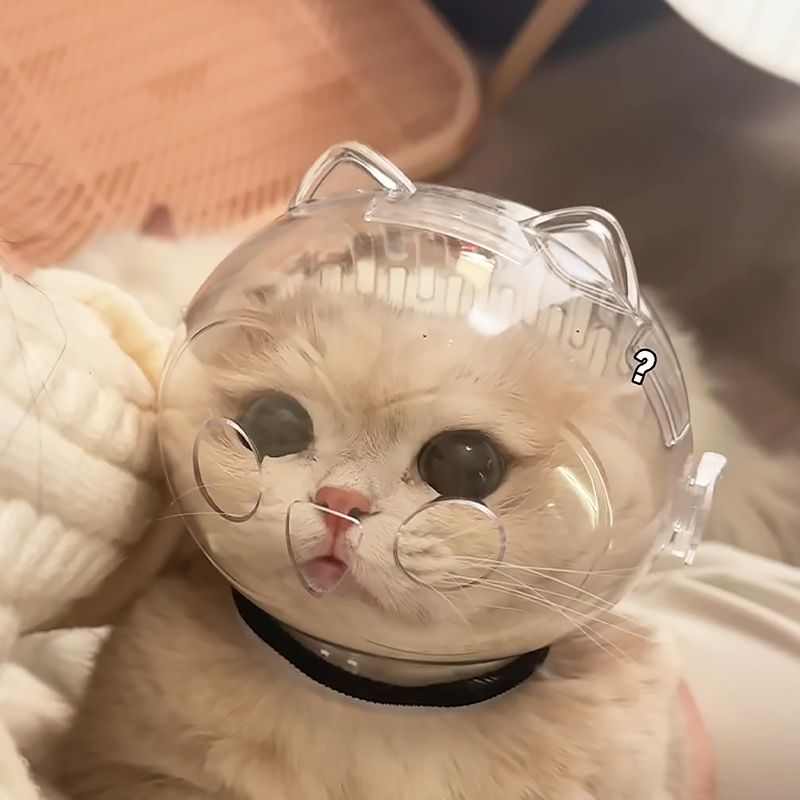 업소용 우주 네일소품 혼합색상 손톱관리 목욕 페달 어쿠스틱 손톱깎이 물린 주방 정리 클리퍼 작은 고양이 후드 (2.5-5kg) 13 - 상세 이미지 5