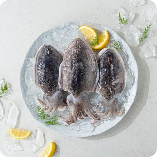 활 갑오징어1kg/산지직송/횟감 숙회 찜/ - 상세 이미지 3