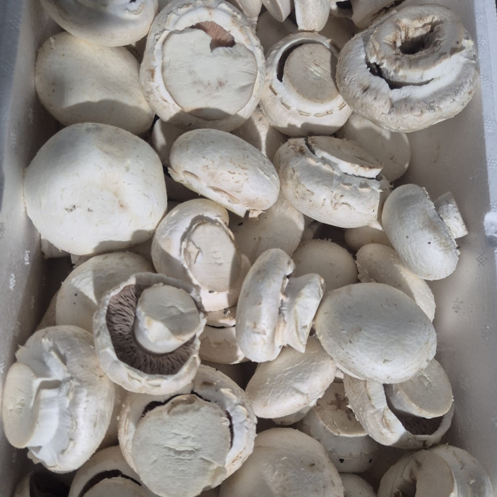 [농장발송]국내산 업소용  양송이버섯 못난이파지2kg,1kg 이미지 4