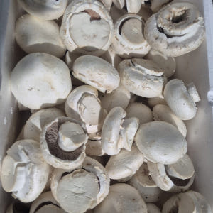 [농장발송]국내산 업소용  양송이버섯 못난이파지2kg,1kg 맛있게 먹은 솔직 후기 - 상품 이미지 4