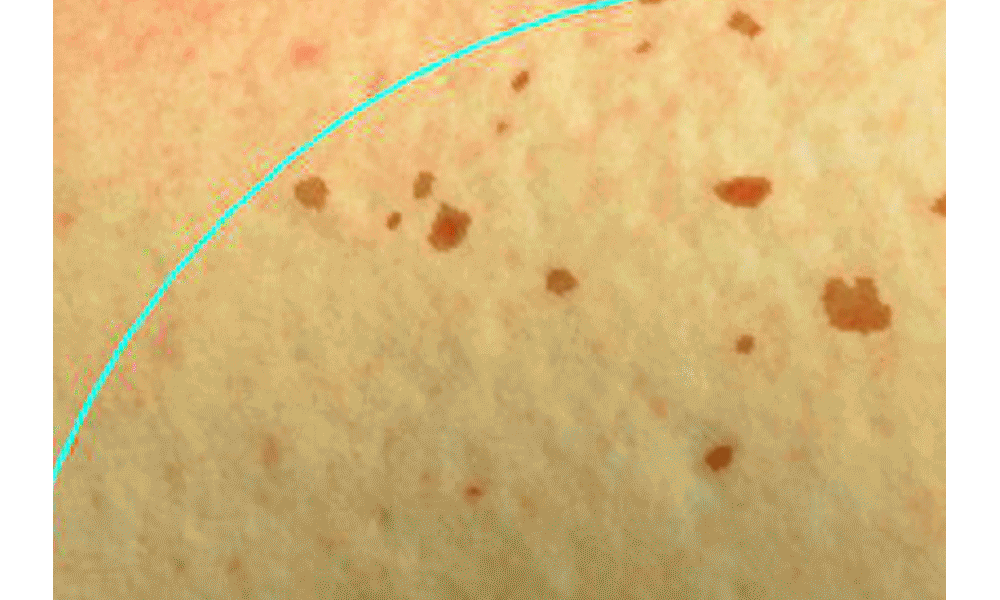 crème hydratante raisin sauvage coréen