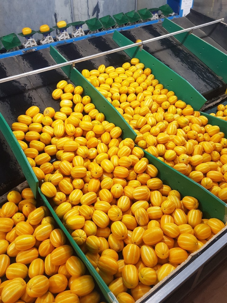 토해원 초고당도 성주 꿀참외 대과 2kg 5kg 10kg 가정용 - 상세 이미지 3