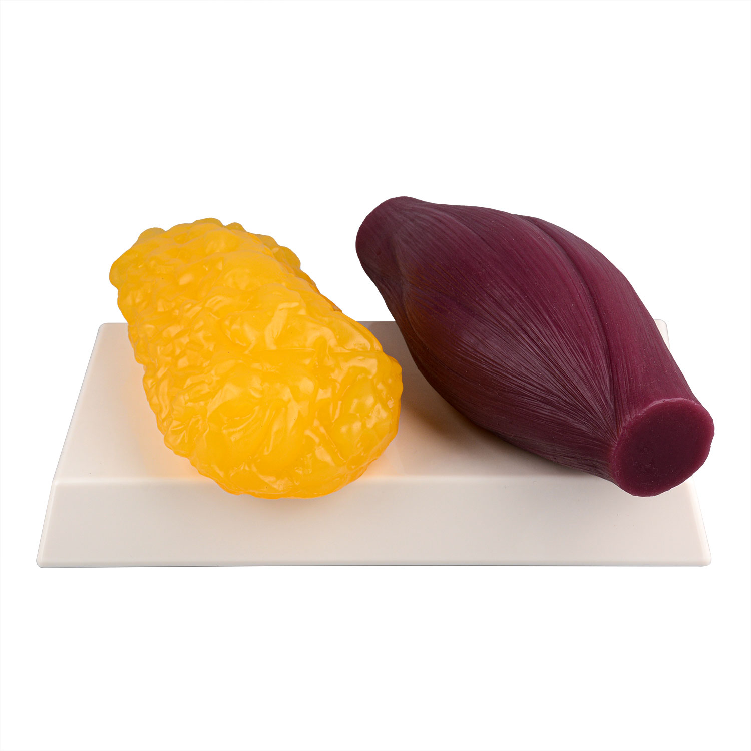 지방모형 지방덩어리 인체 교육용 비만 병원 피트니스 1lb 산 모양 받침대없음 - 상품 이미지