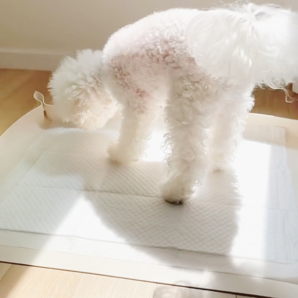 개놀자 강아지 실리콘 배변매트 배변판 논슬립 샘방지 방수 애견 배변패드 화장실 소변패드 이미지 7