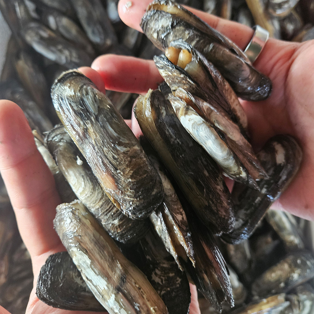 토해원 산지직송 남해안 제철 가리맛조개 500g 1kg - 상품 이미지