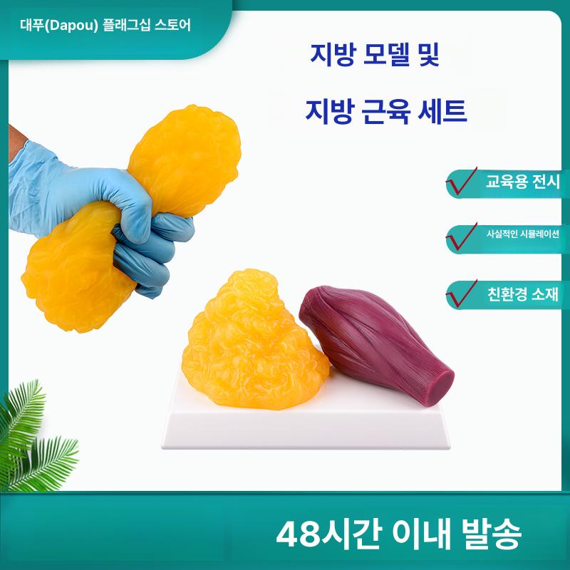 지방모형 지방덩어리 인체 교육용 비만 병원 피트니스 1lb 산 모양 받침대없음 - 상세 이미지 3