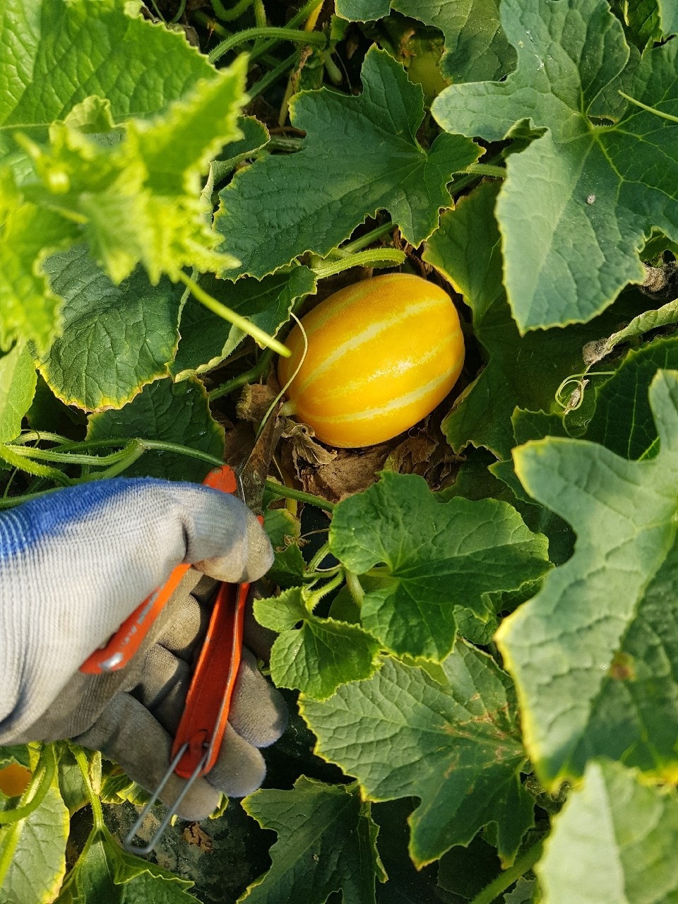 토해원 초고당도 성주 꿀참외 대과 2kg 5kg 10kg 가정용 - 상세 이미지 2