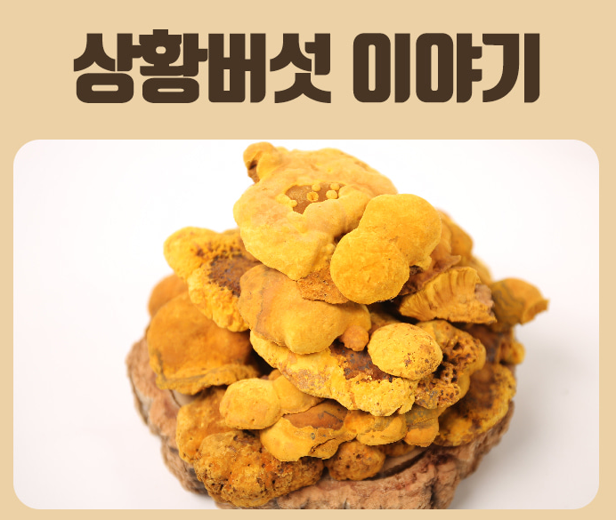 상황버섯 쌀 1kg 누룽지 상화버섯쌀 - 상세 이미지 3
