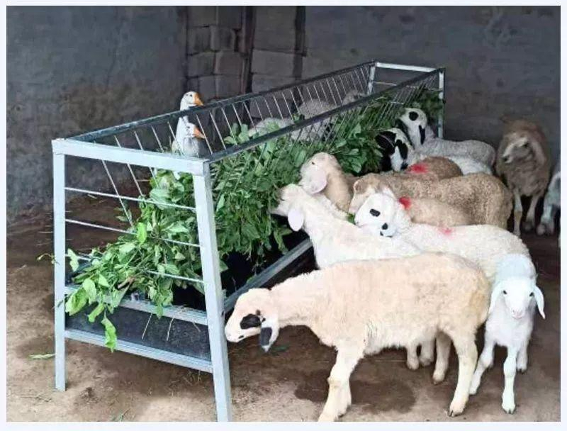 가축 염소 여물통 돼지 닭 급식기 축사용 배식통 동물사료 먹이 보관함 - 상품 이미지