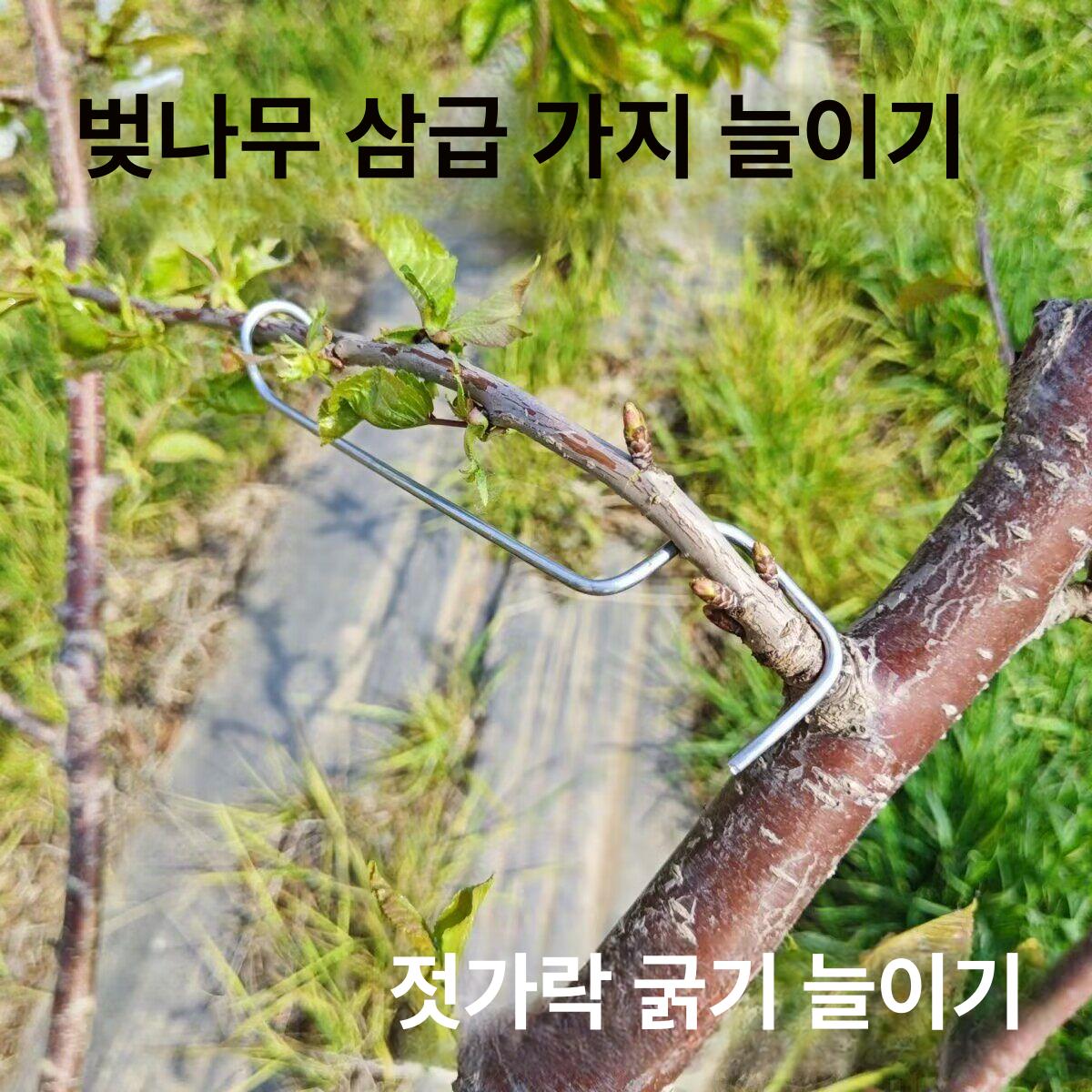 식물 고정클립 100개 사과나무 고정 원예 유인용 - 상세 이미지 5